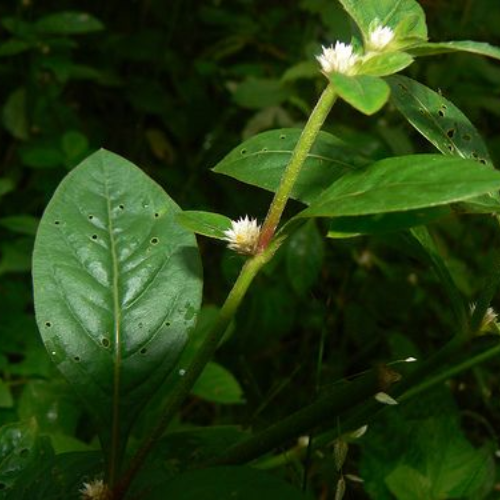 Sementes de Recobrimento